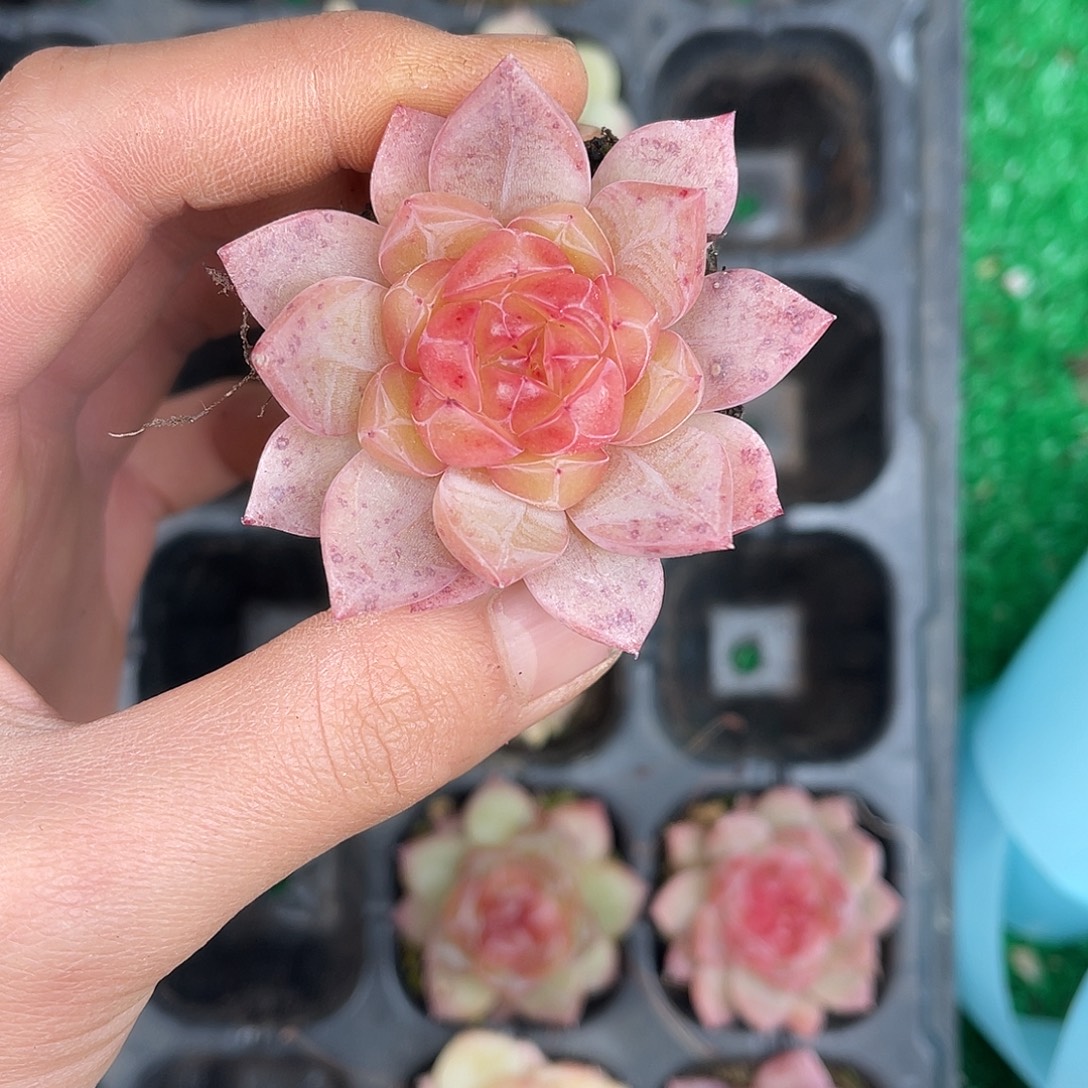 多肉一物一拍26-200