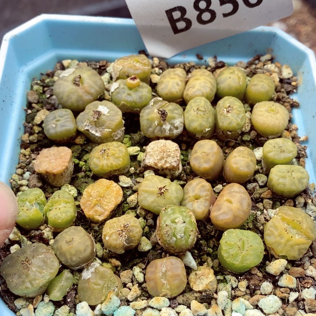 我的小姐姐们都是我856