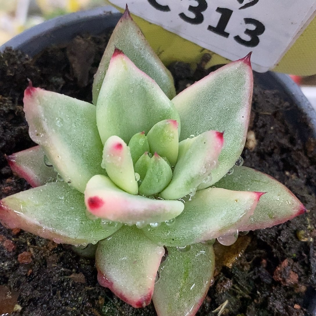 313元旦福利哈哈哈哈哈