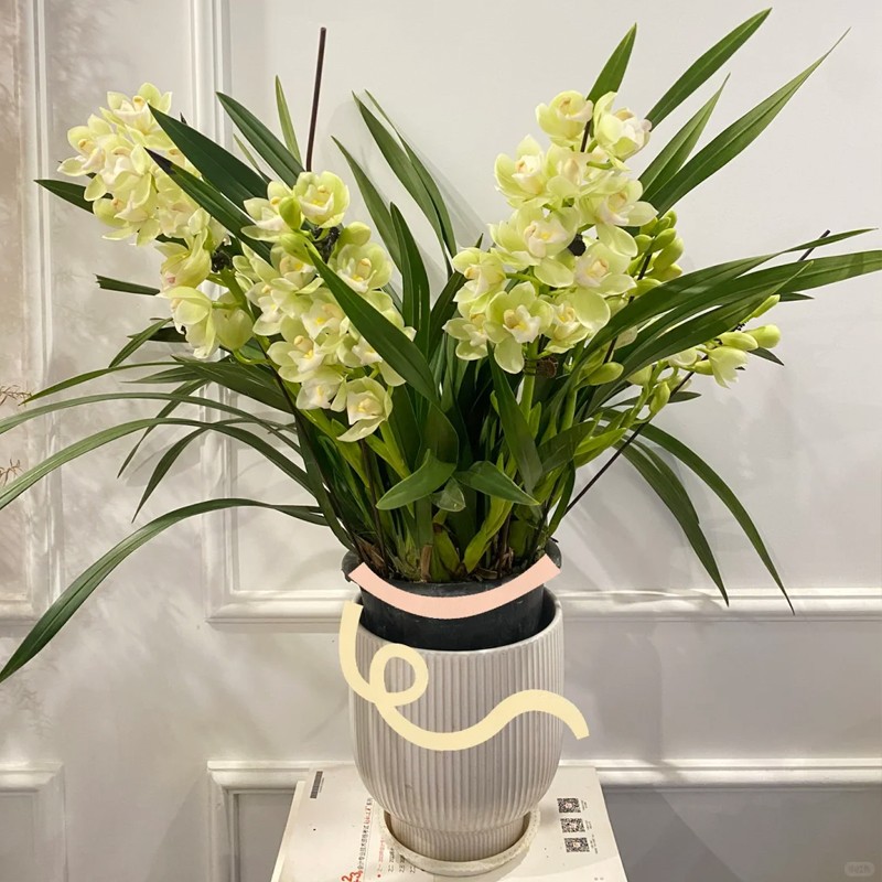 【年宵花基地直发】5-8剑香水香兰浓香带花苞发货室内客厅绿植盆栽