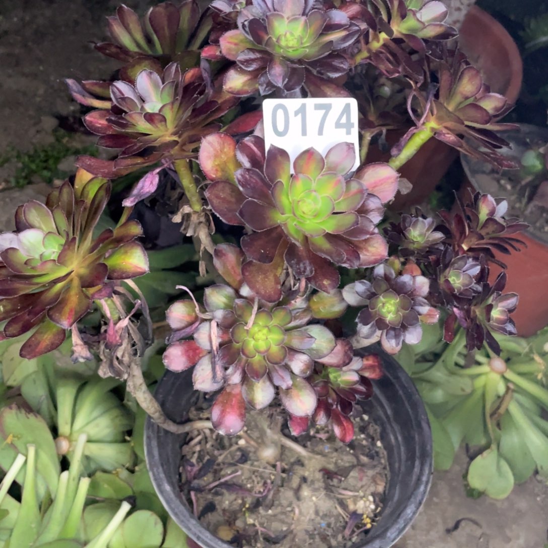 安****）174号晚霞有砍过头