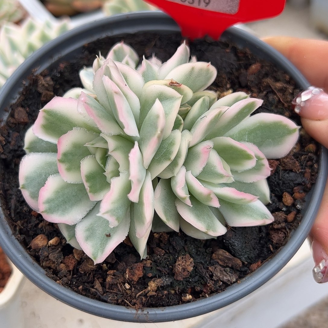 0519紫蝴蝶锦三头多肉植物