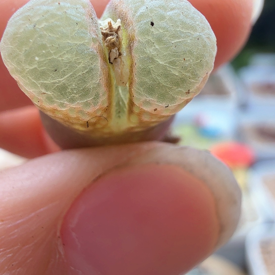 1.16.59/泡泡窗风铃母本/多肉植物