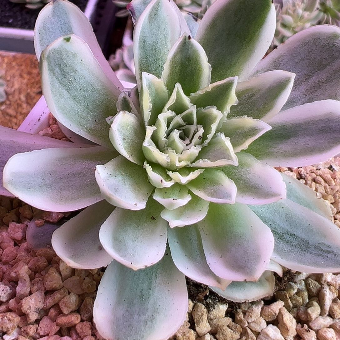 山地玫瑰锦秋夕103号