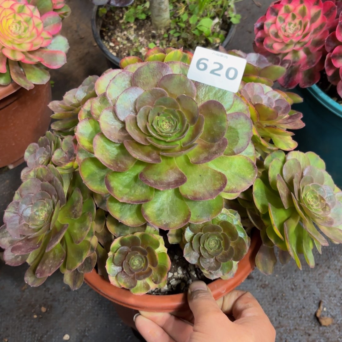 620多肉植物雨荷