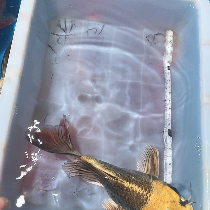 蝴蝶鲤鱼渔场直发129