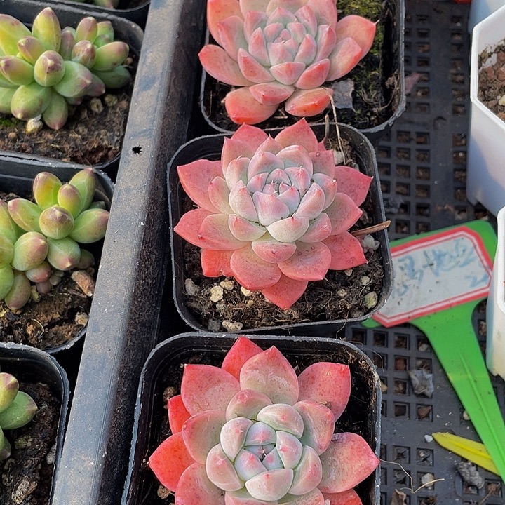 如梦令带盆土发货