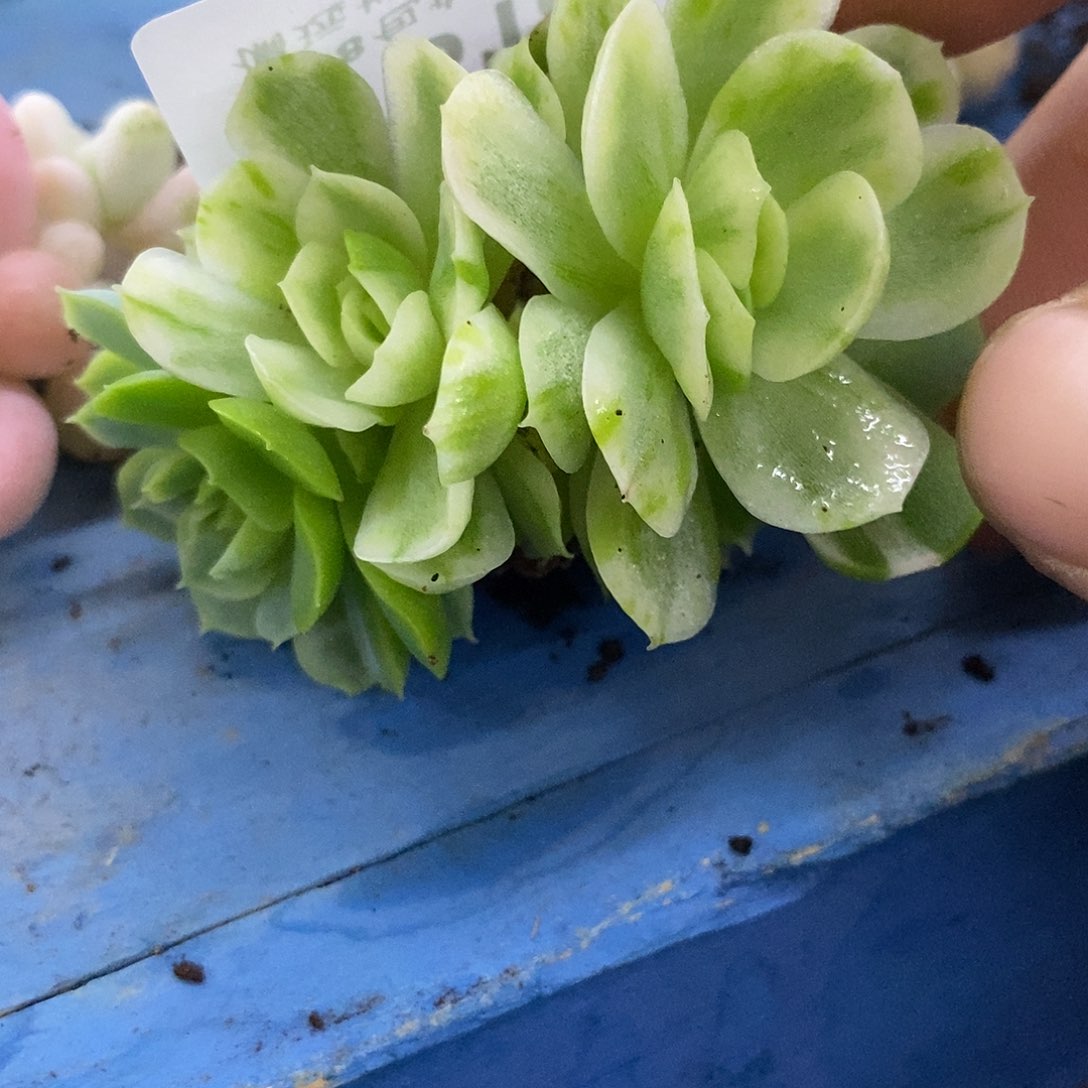 614贝瑞锦炸多肉植物哇啦塞