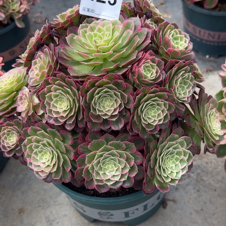 423莲花23厘米左右