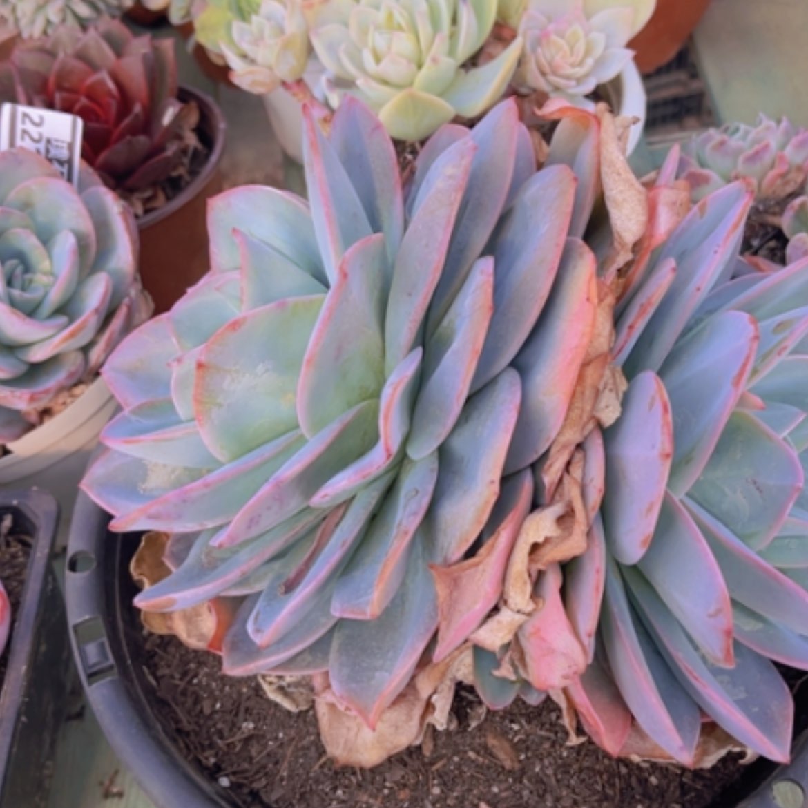 【闪购商品】布鲁蓝22154