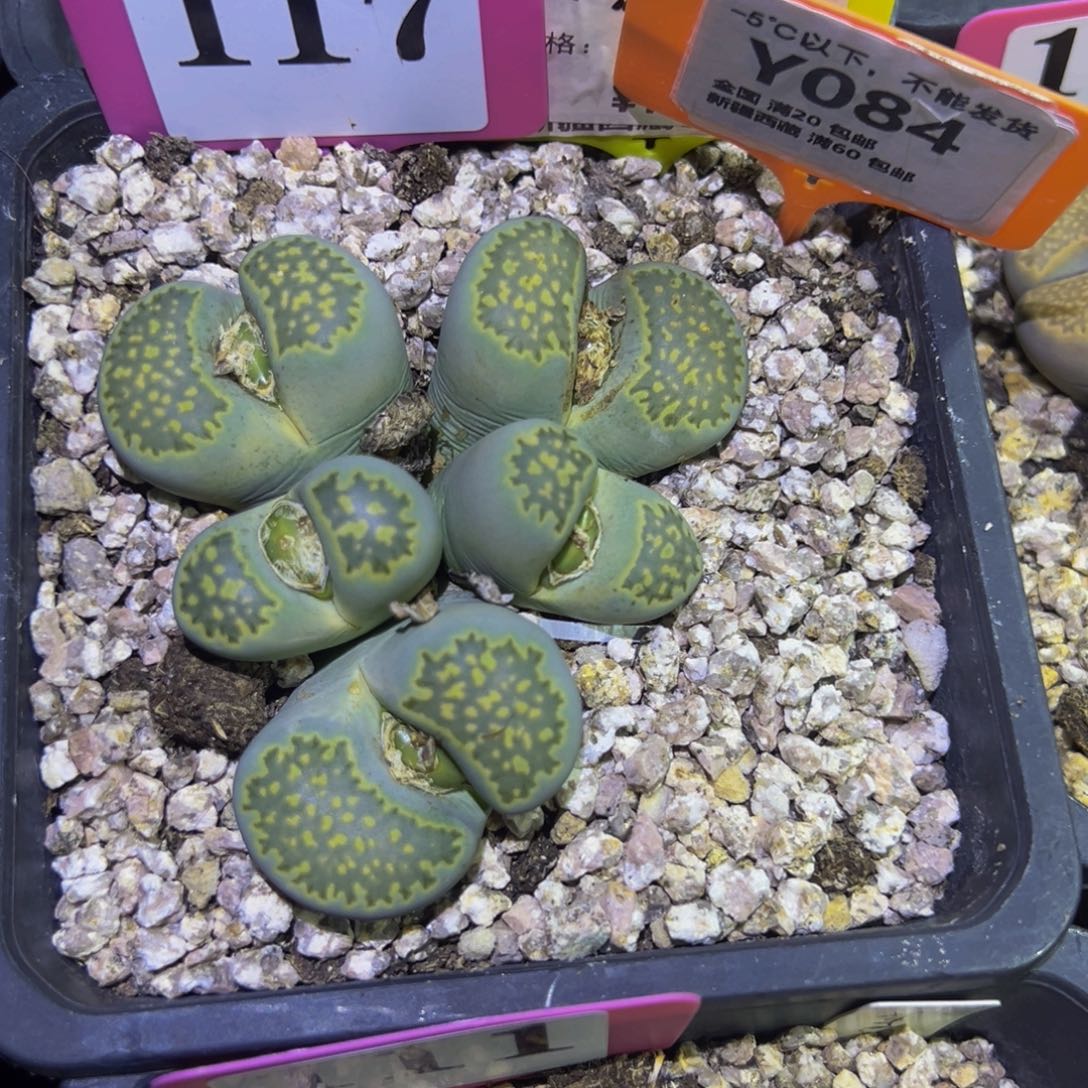 084 一物一拍，默认有伤，介意勿拍，不退不换