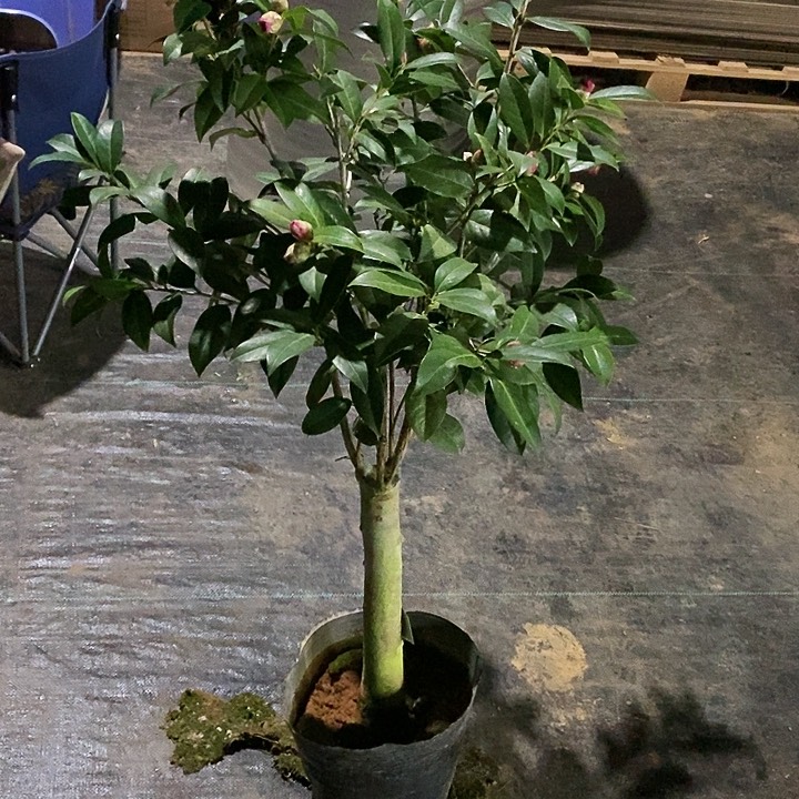 期望。  一物一拍