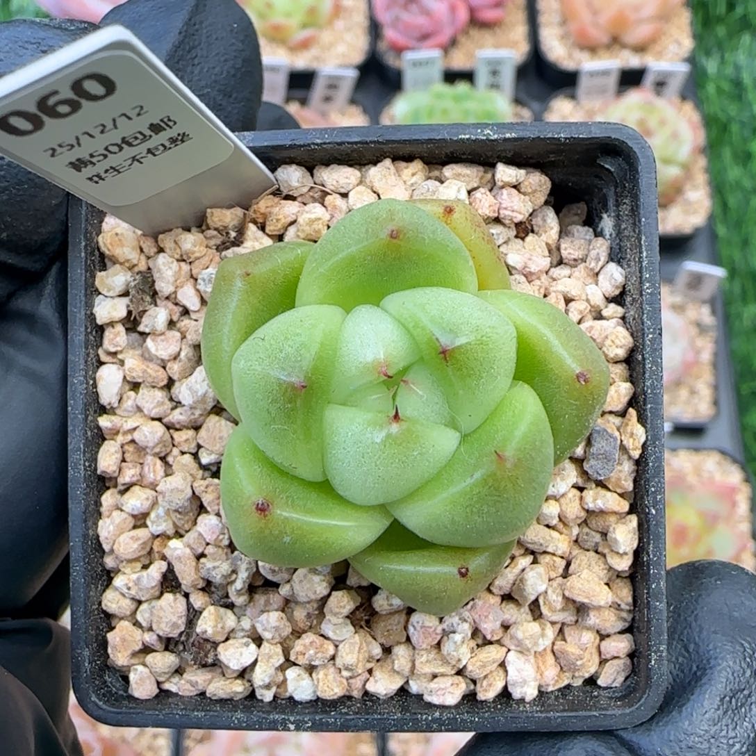 060   孤品    5厘米盆