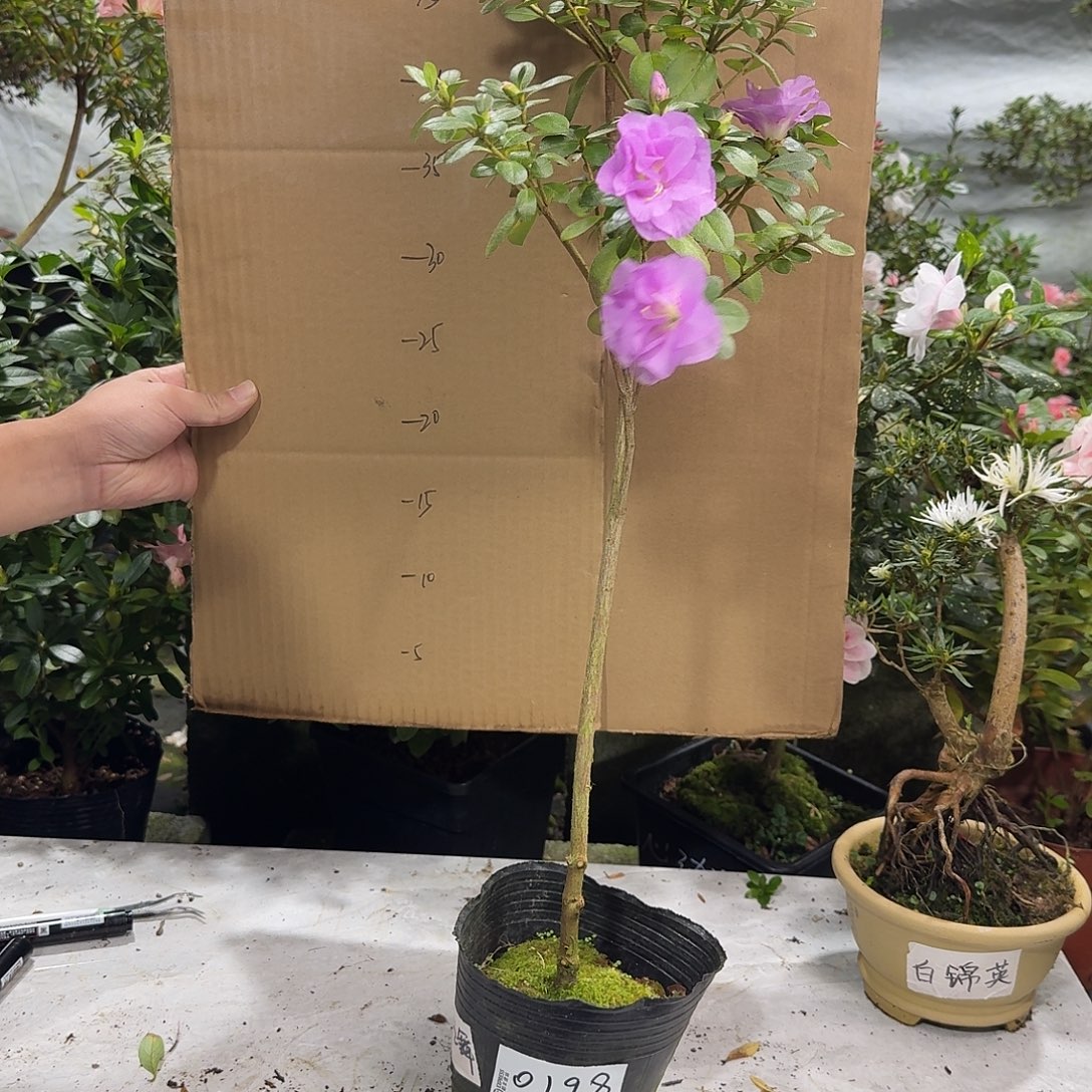 用***5完全开放小夜之舞