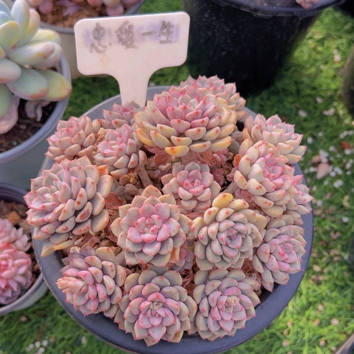 健健康康平平安安