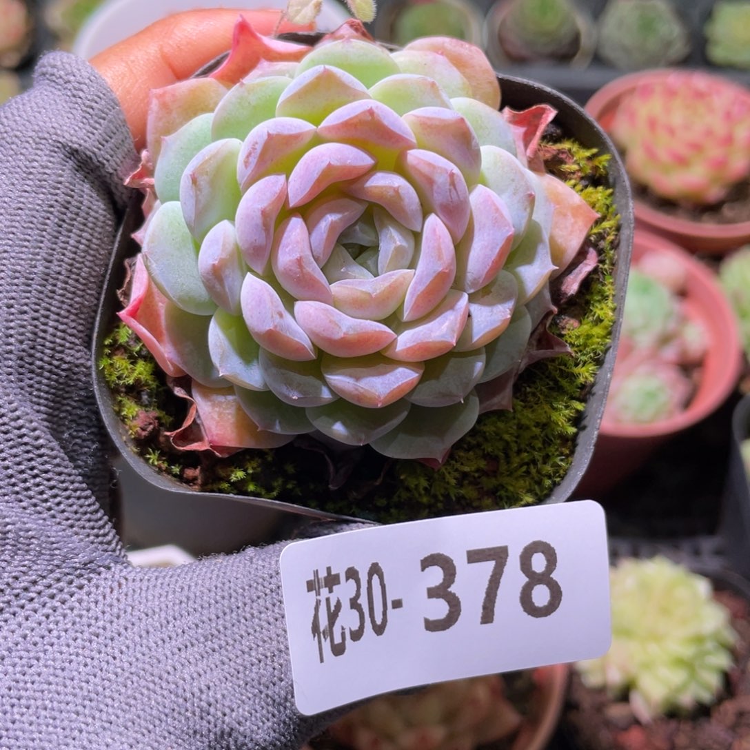 花利美30-378糖心新品