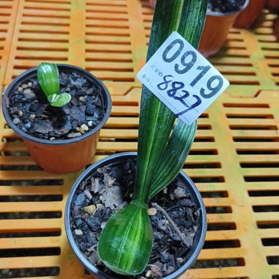 黄***鸿无花朵0919091900