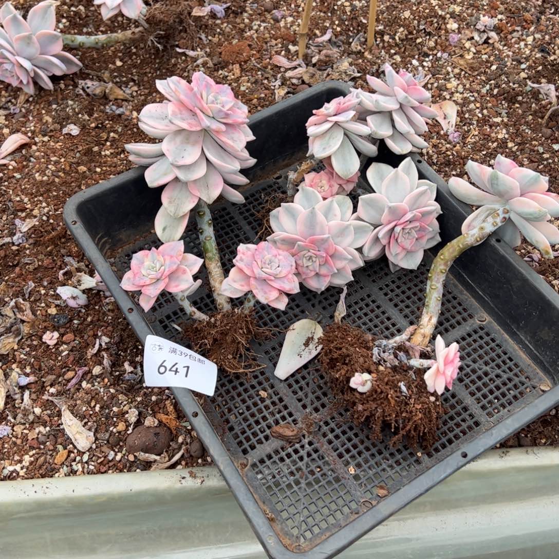 641紫乐锦老桩多肉