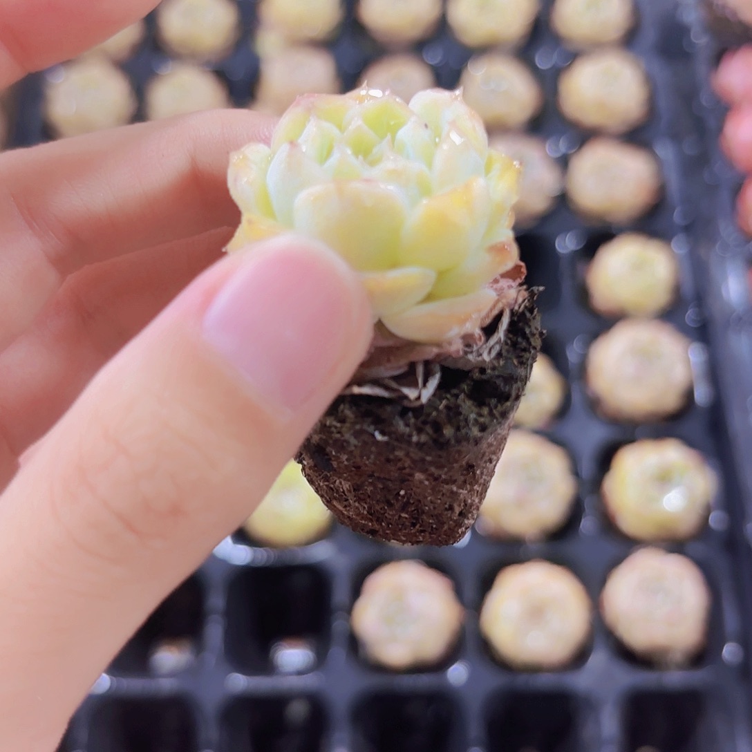 小穴苗纯爱3米2颗