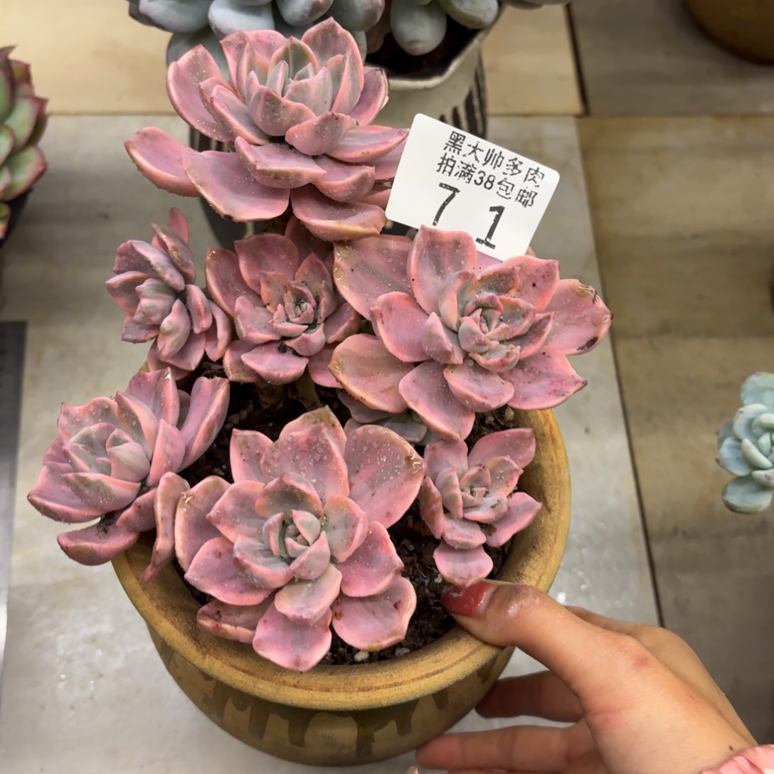 花***@黑大帅多肉71彩虹糖锦