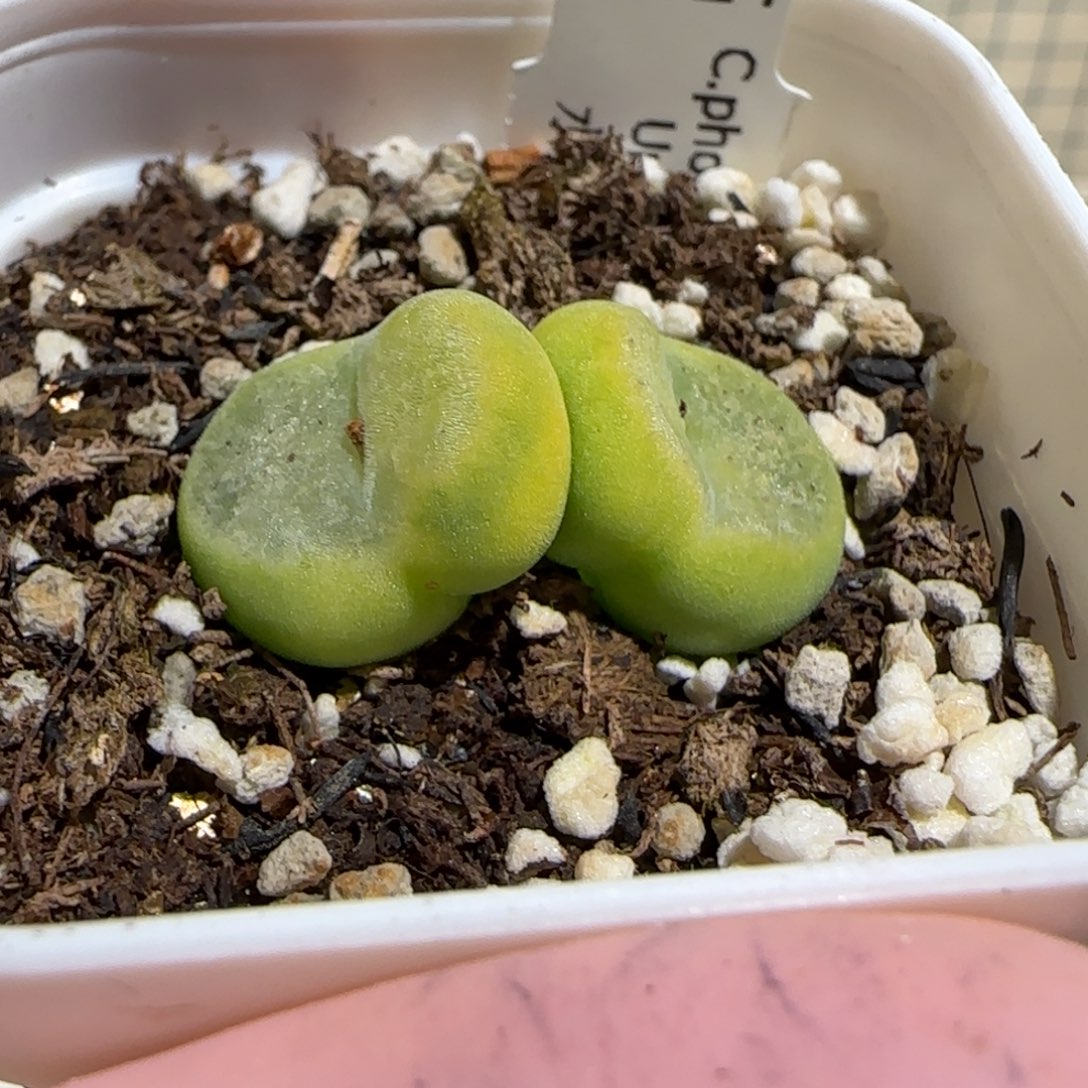 肉锥多肉植物组合-水晶鞋母本1146