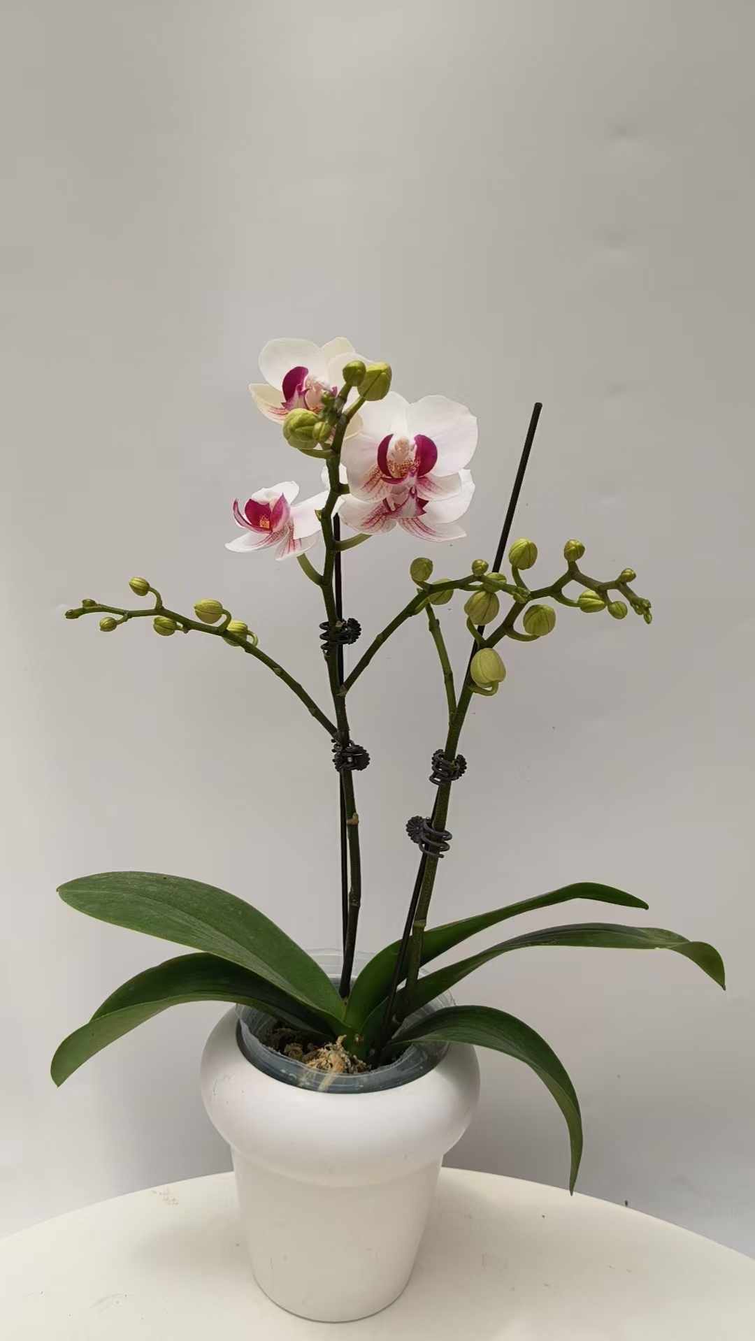 欢然花田蝴蝶兰（避风港） 双梗