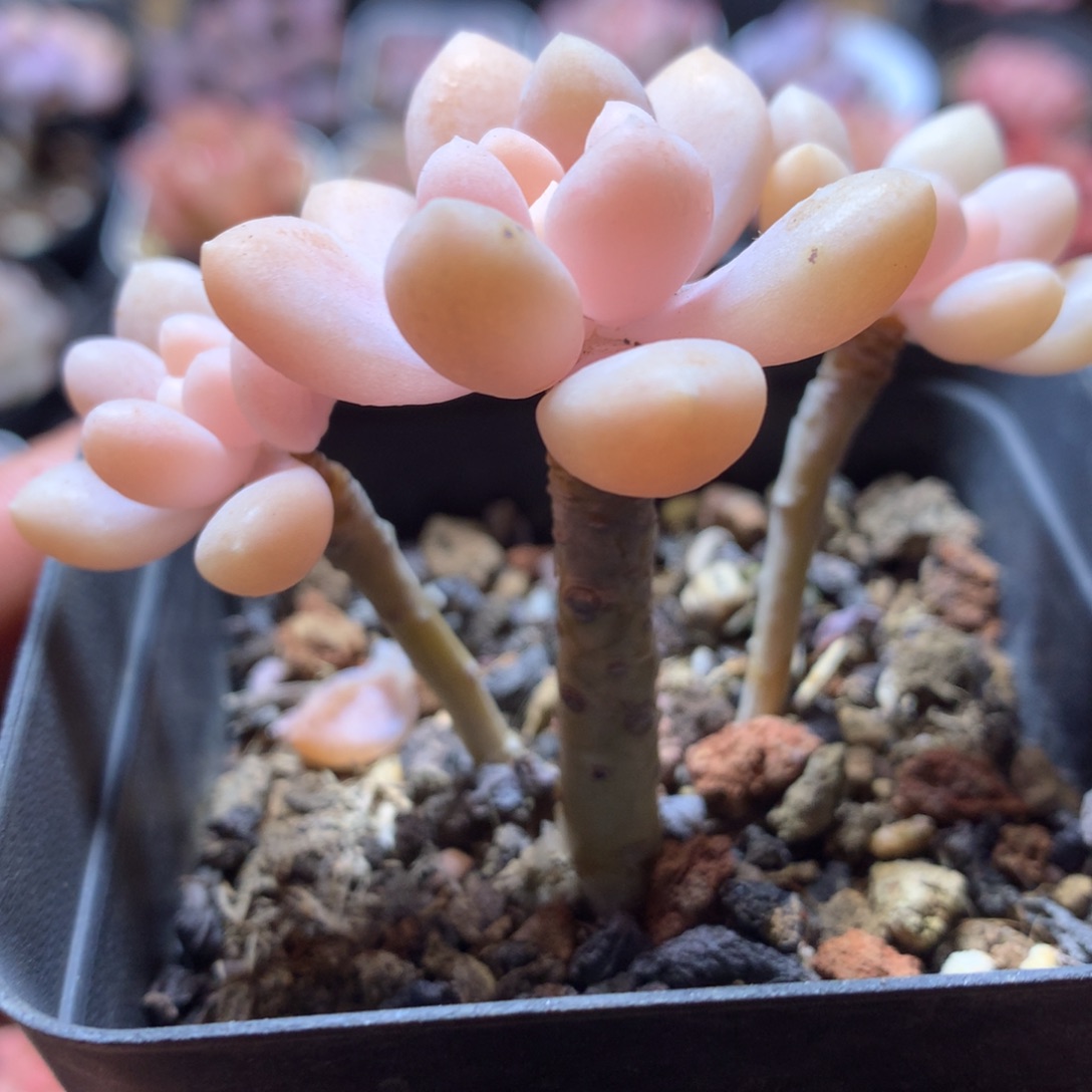 达芙妮多肉一物一拍