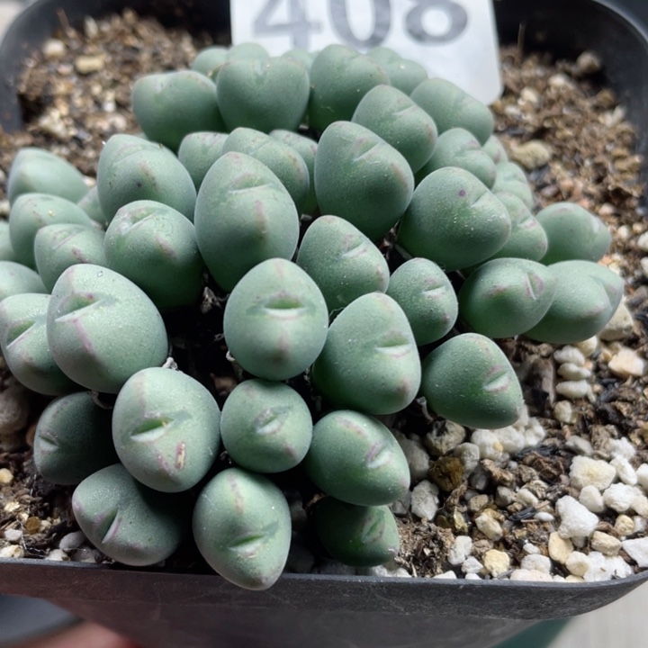 408口迪群带盆l l