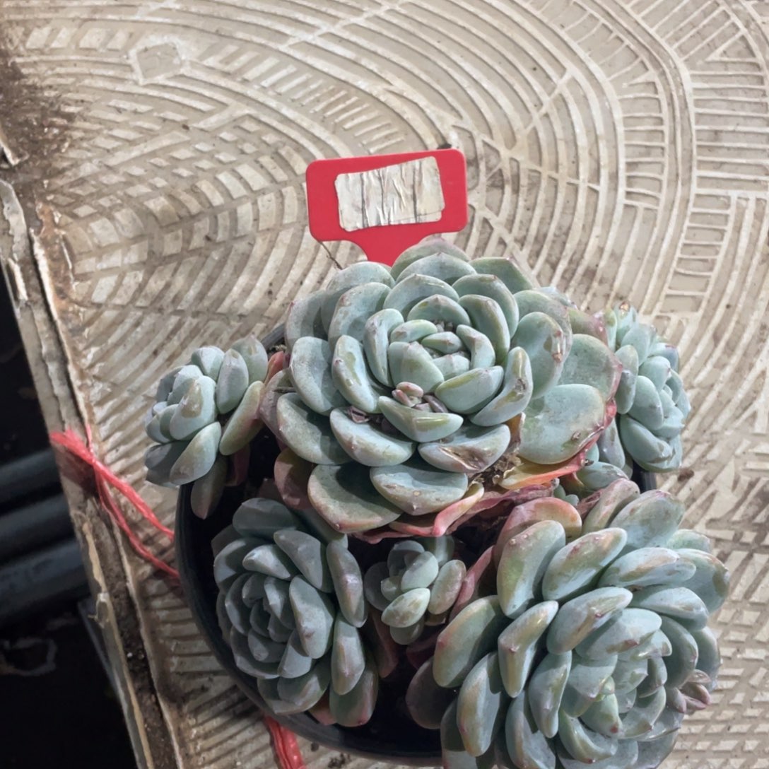 星影缀化多头群生379