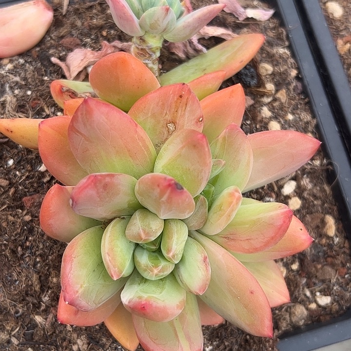 三头石化海洋之歌，！111