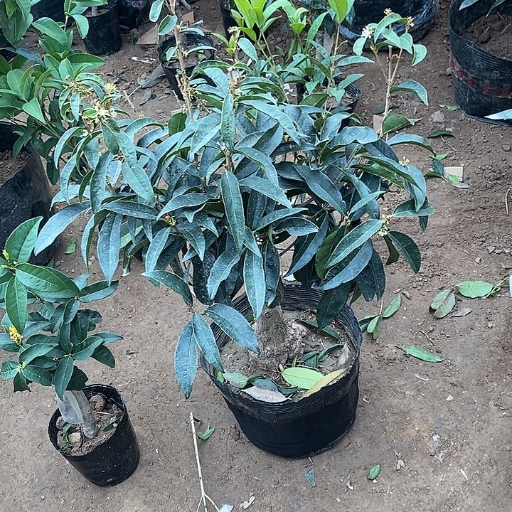 完全开放佛顶珠桂花
