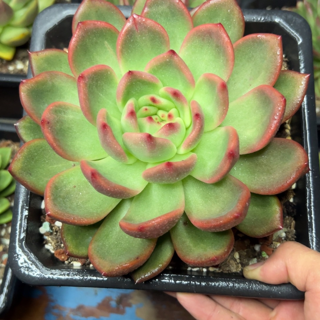 多肉植物一物一拍（08号）