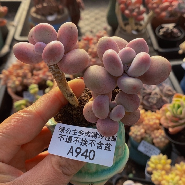 糖果桃蛋老桩940多肉植物