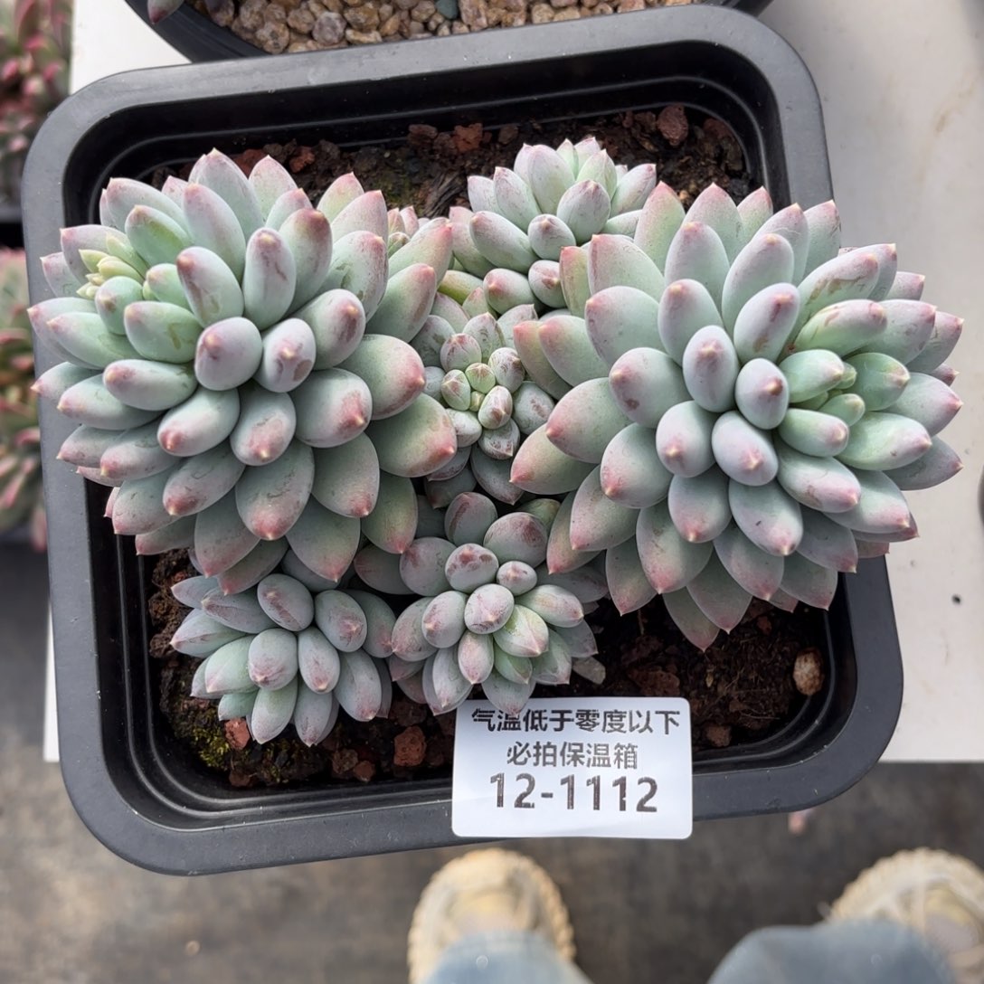 1112星月菩提美人