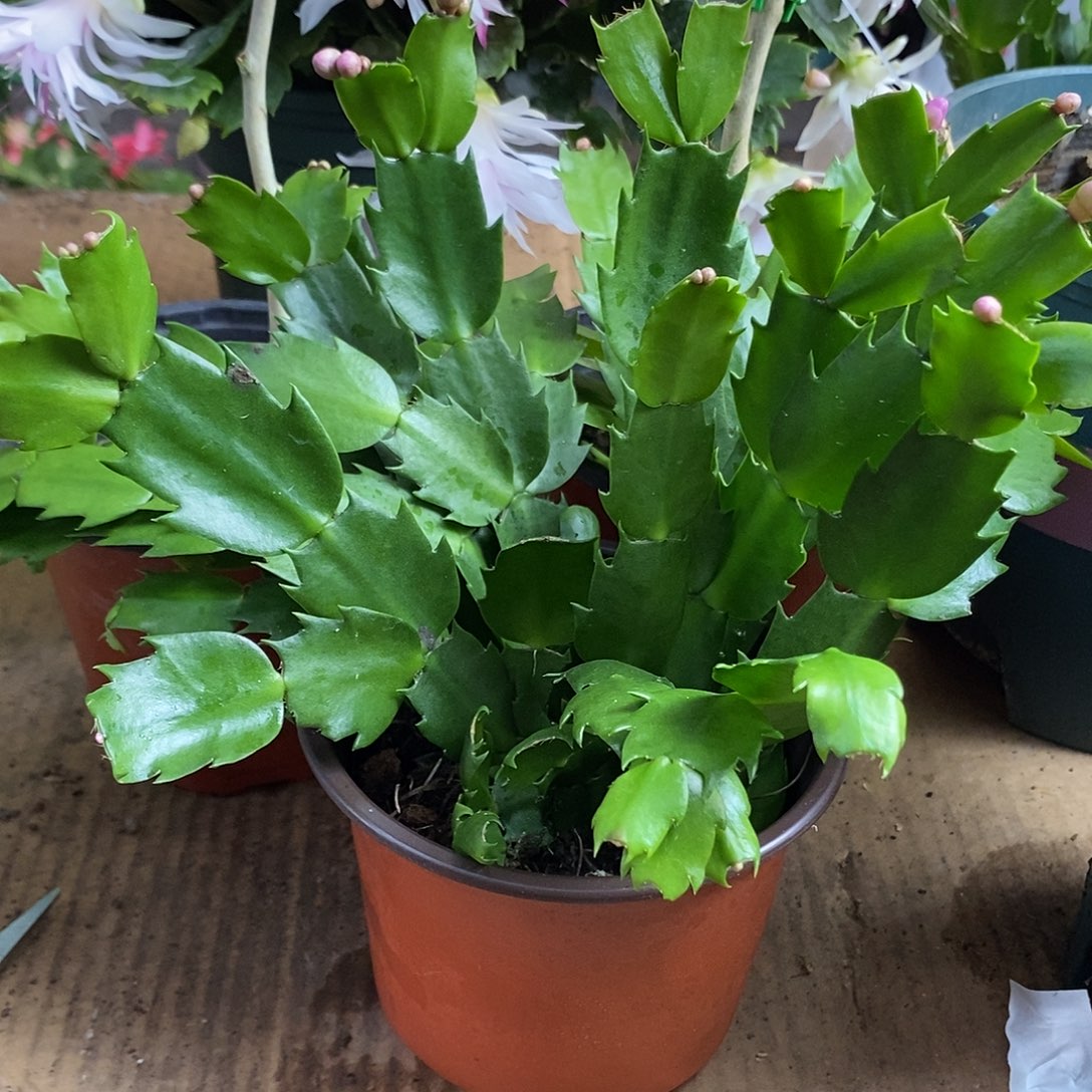 全部花朵粉色嫁接用福利