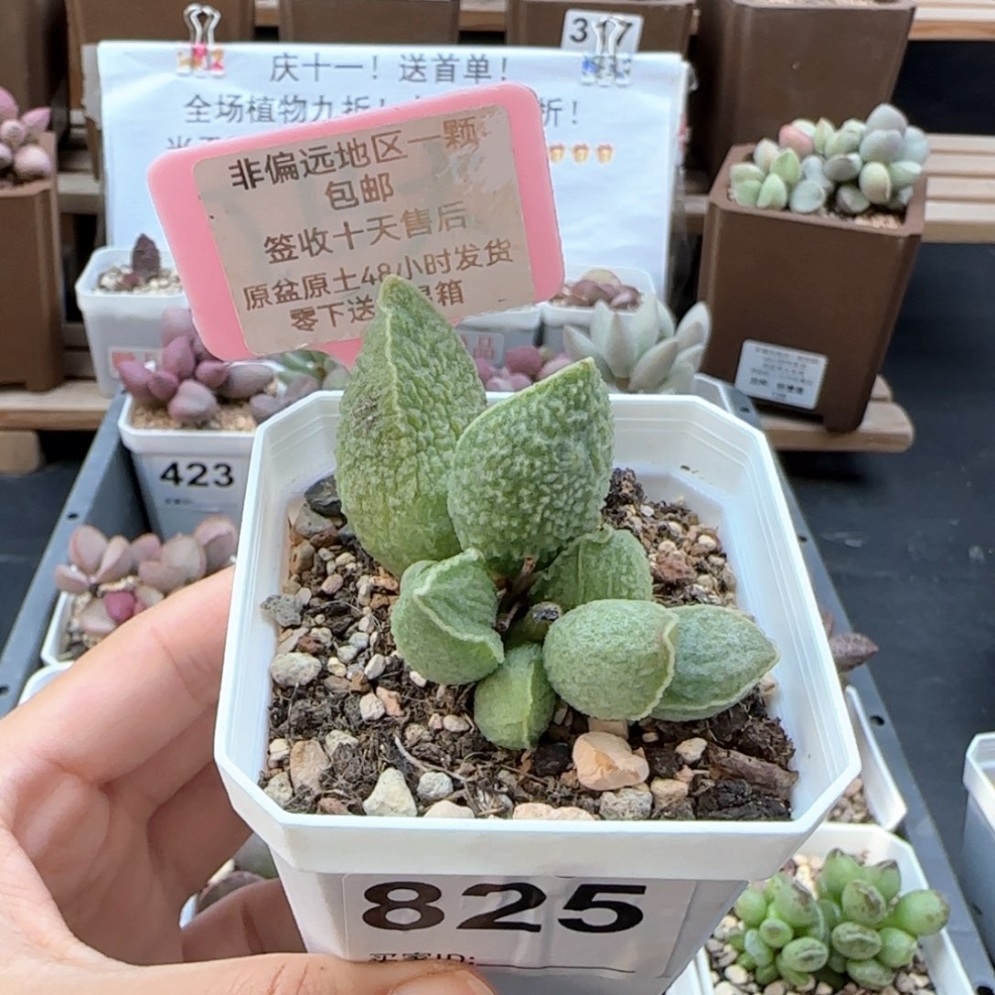 825绿皮多肉植物