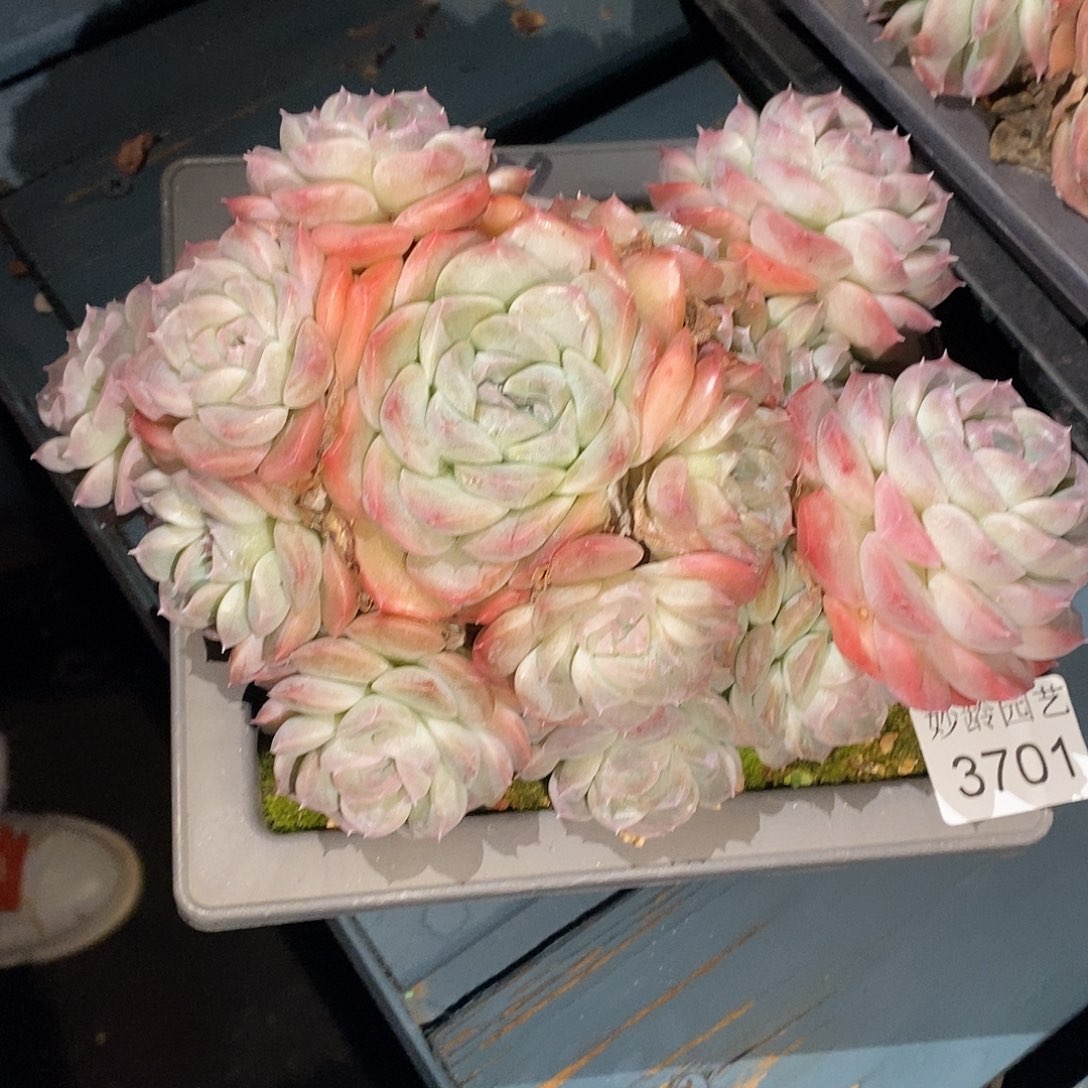 中***23701杂交老桩～18厘米