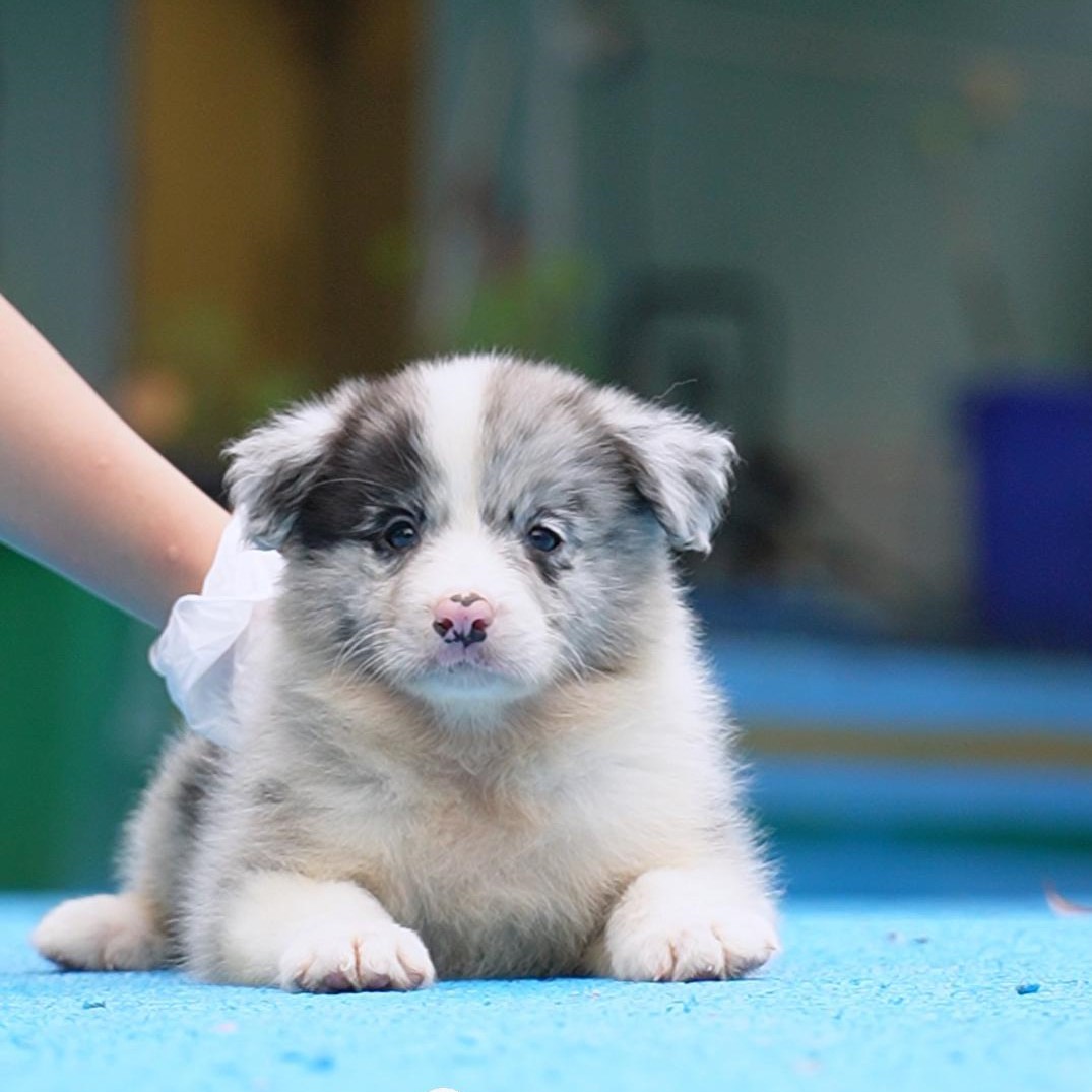 0828拍摄16号陨石边牧狗狗幼犬宠物弟弟①9.3②10.4