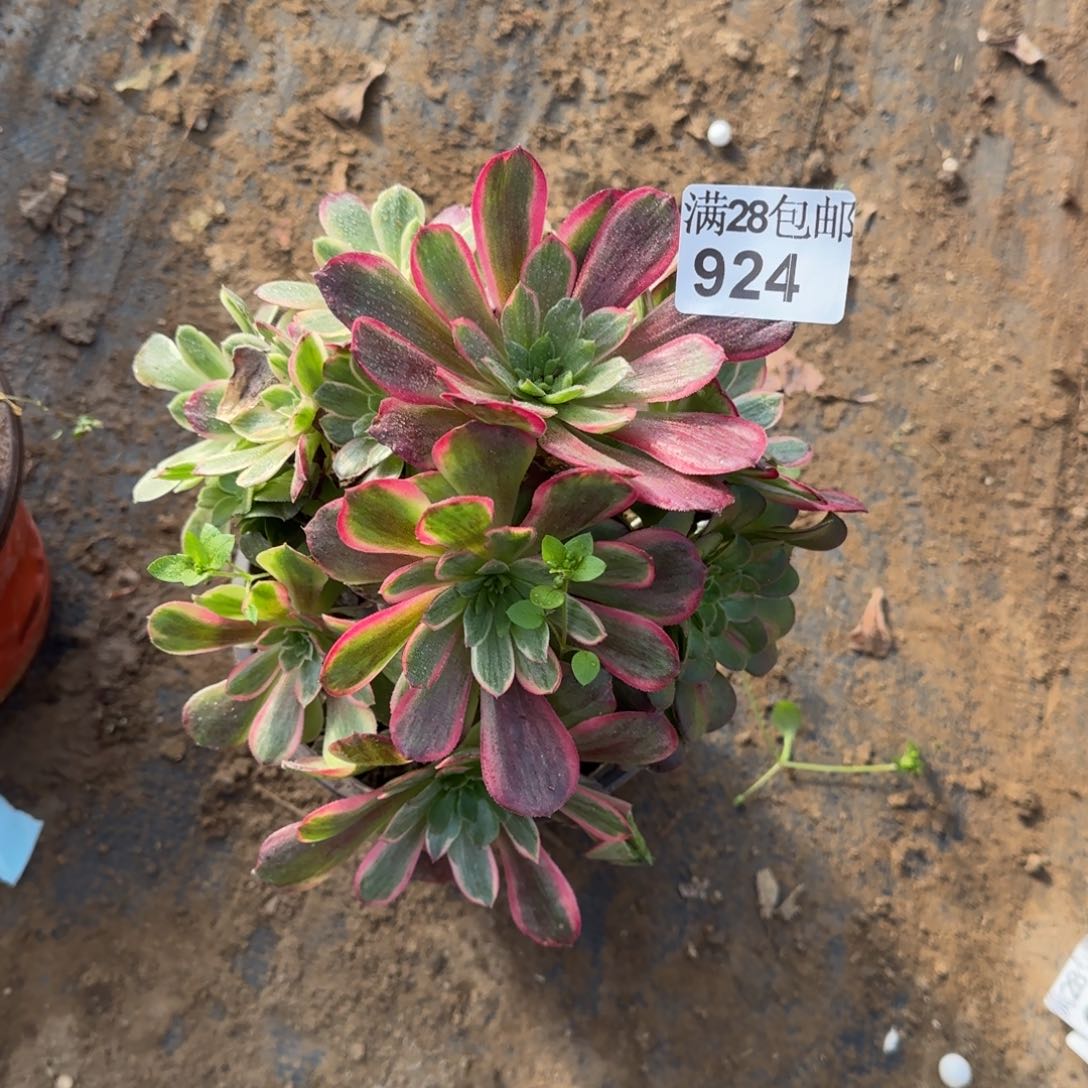 红豆多肉924满28包邮断枝不包