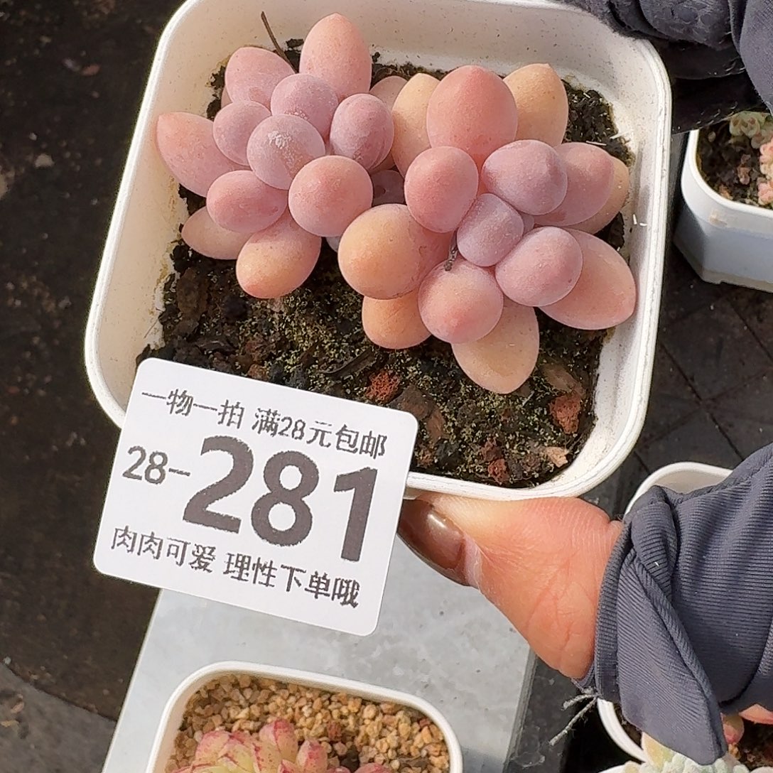 汤圆无盆土发货无