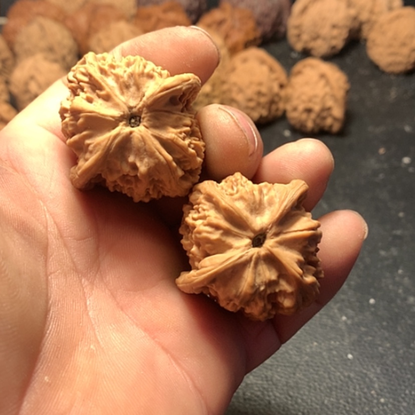 【闪购商品】一****?红狮子