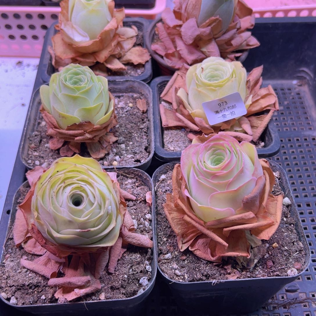 裸根不带土发货不包损973