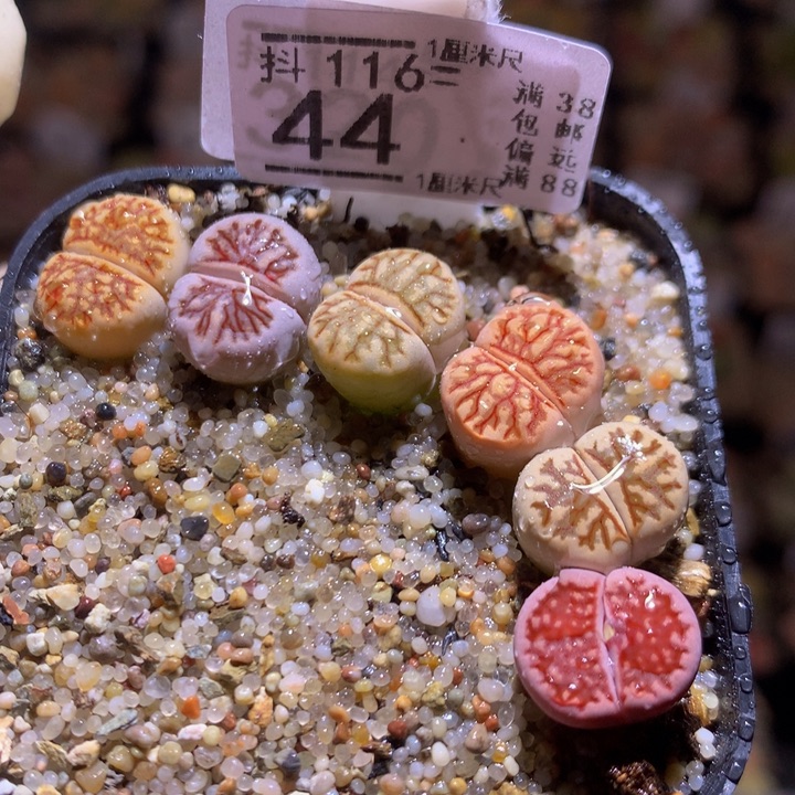 精品生石花116.44