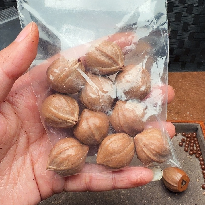 嘟***兜手串/手链核桃橄榄