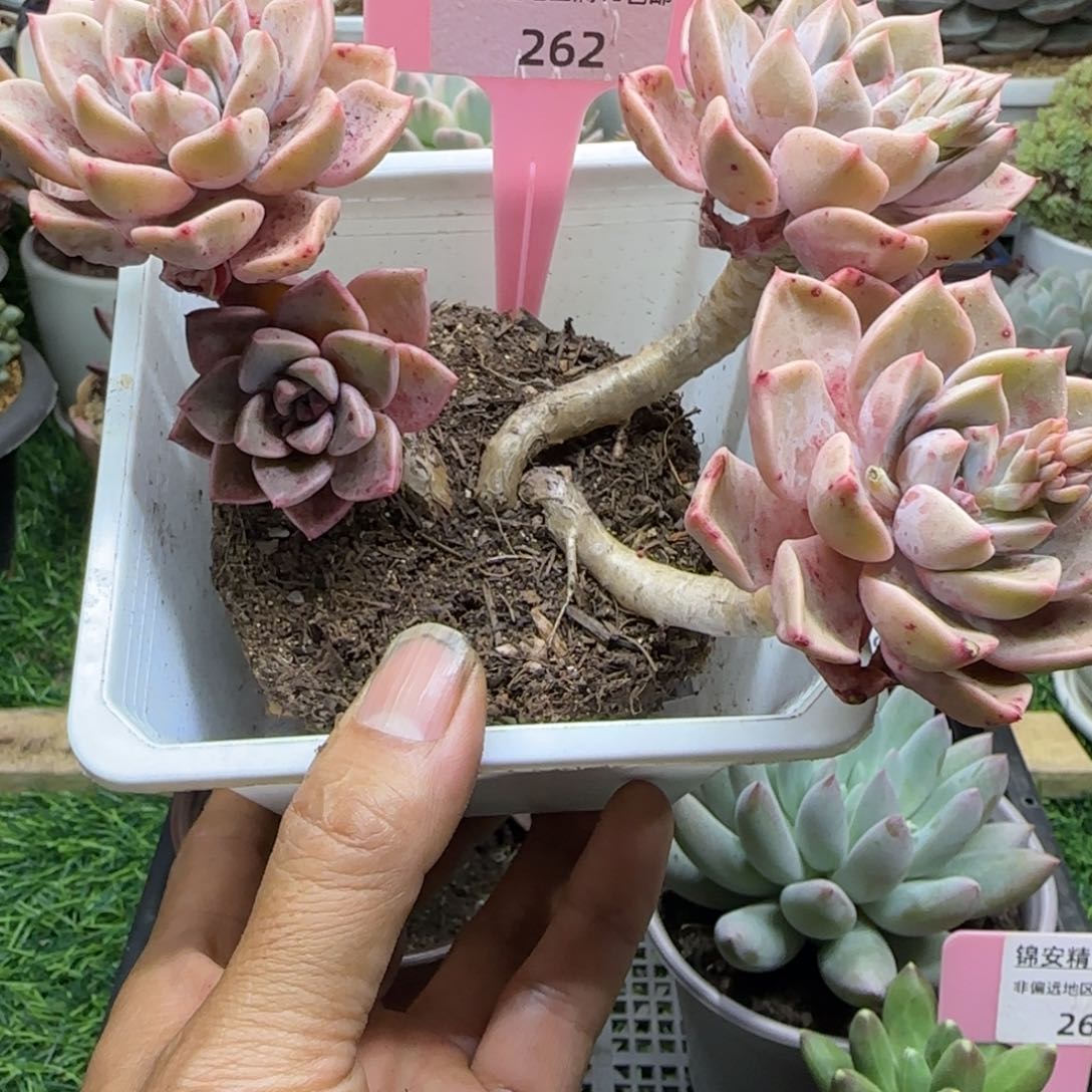 锦安精品多肉植物262