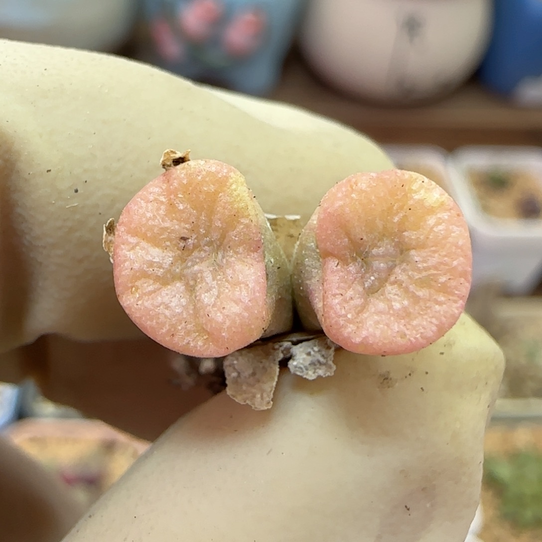 809伊尔马猪鼻子