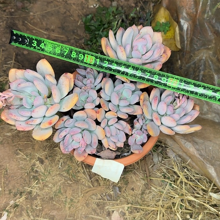 灰姑娘190 多肉植物一物一拍