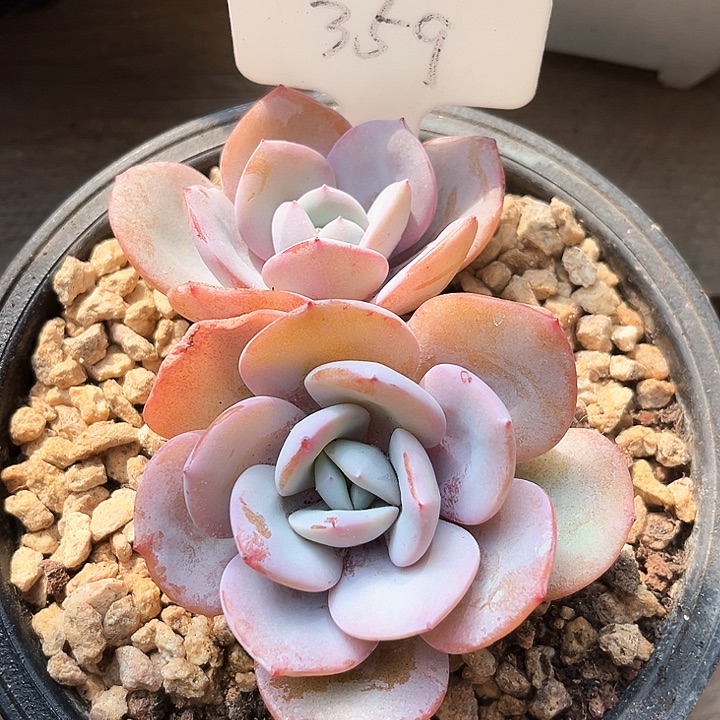 我是第一百个申请创建我的小w w