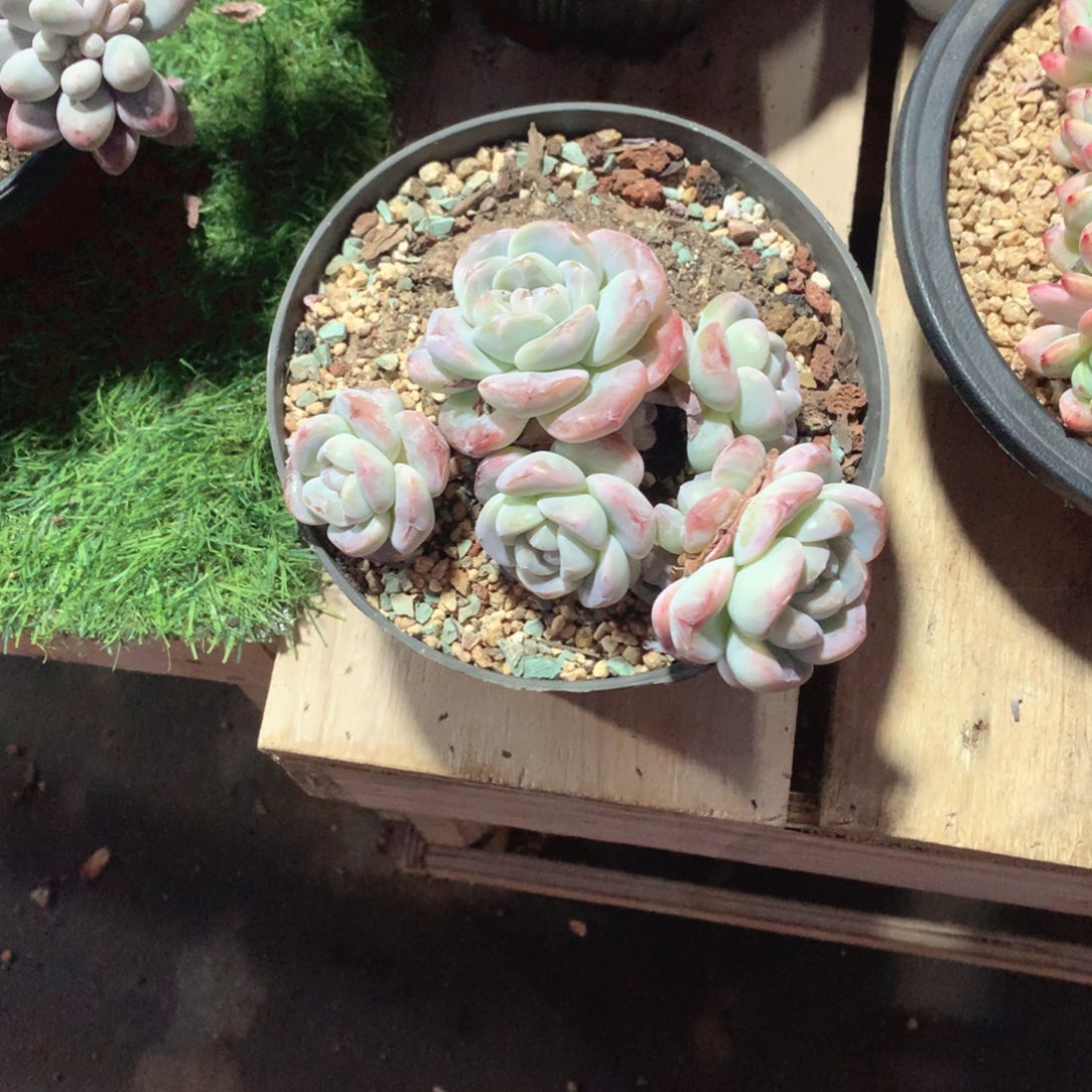 多肉植物多肉植物