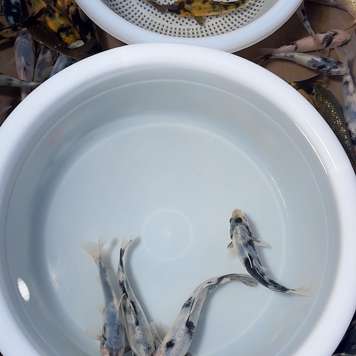 光***月锦鲤锦鲤的故事是